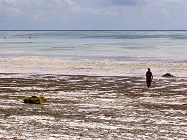 Beach walk, Zanzibar, DSC06836b